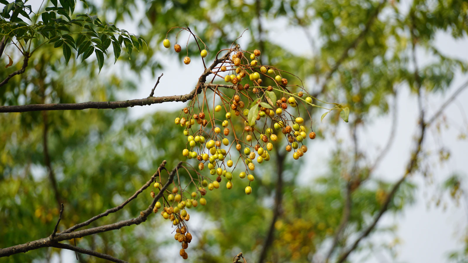 Baies sauvages sur branche d'arbre - ambiance naturopathie et herboristerie.